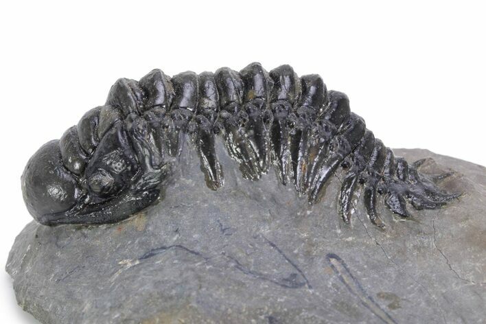 Detailed Crotalocephalina Trilobite - Atchana, Morocco #359586